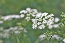 Flor de Cicuta